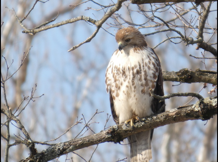 Raptors in the Park image